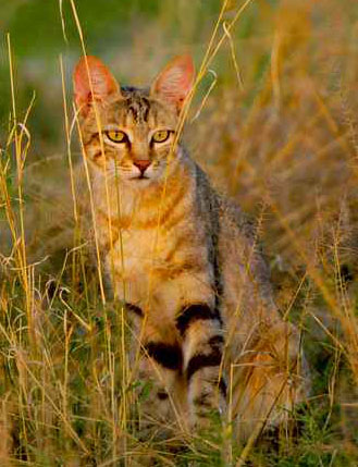 Illustration for article titled Caturday - Felis sylvestris lybica Edition